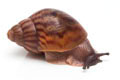 Achatina achatina achatina Ghana typ 2a adult import